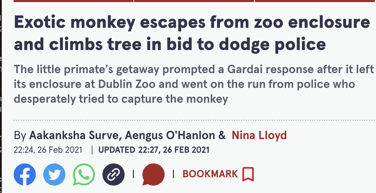 number - Exotic monkey escapes from zoo enclosure and climbs tree in bid to dodge police The little primate's getaway prompted a Gardai response after it left its enclosure at Dublin Zoo and went on the run from police who desperately tried to capture the